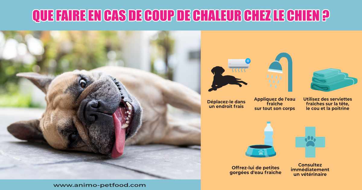 Premiers secours en cas de coup de chaleur chez votre chien